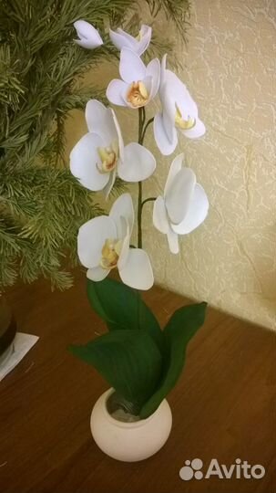 Орхидея