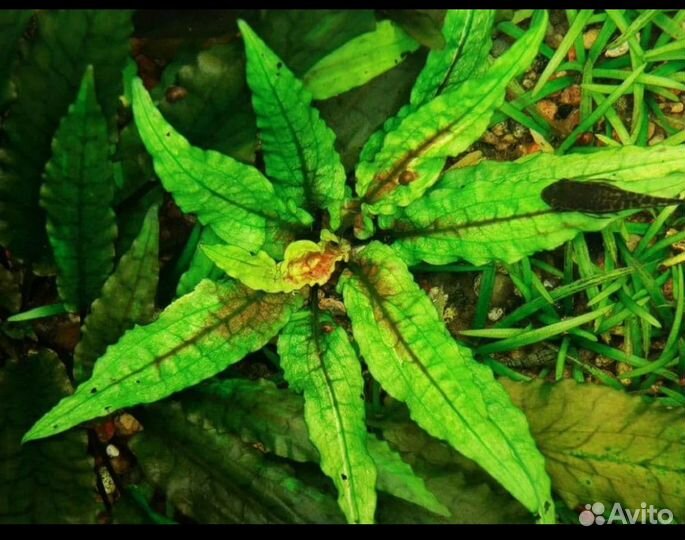 Аквариумная прополка