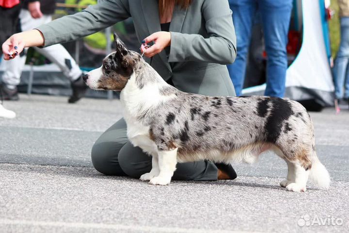 Вельш Корги Кардиган (Вязка)