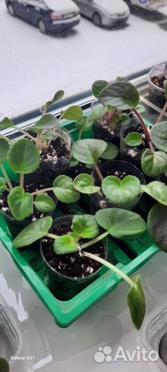 Фиалка деточки