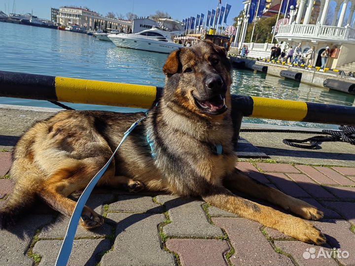 Собака в добрые руки