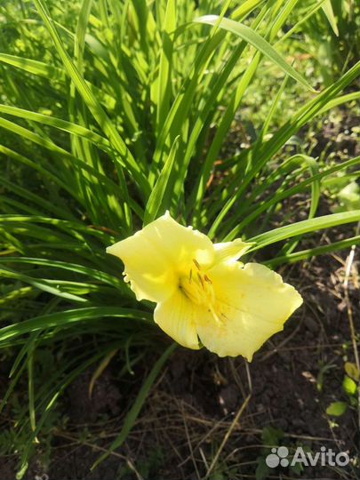 Цветы для дачи