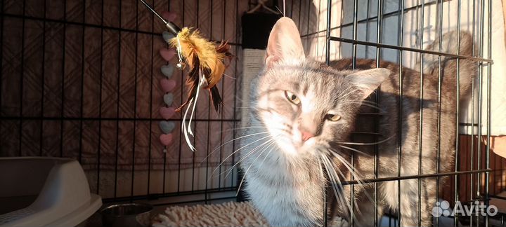 Кошечка с наклоном головушки