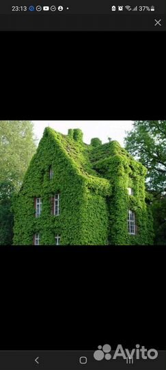 Дикий (девичий) виноград