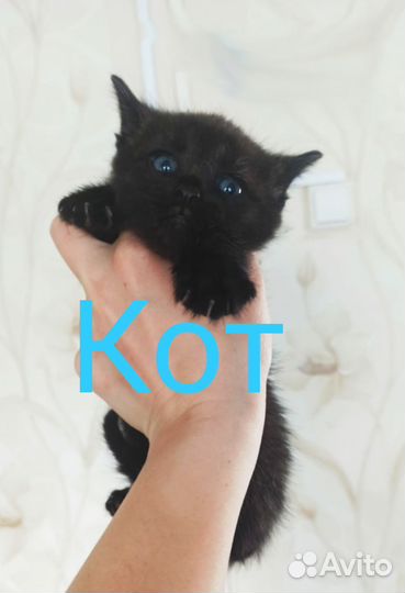 Котята в дар бесплатно