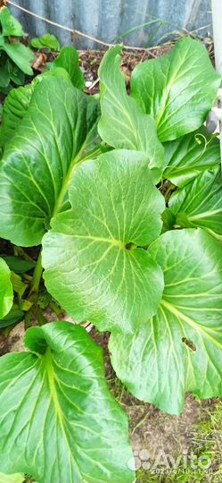 Многолетники садовые