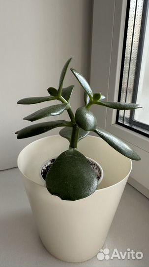 Крассула / толстянка / денежное дерево