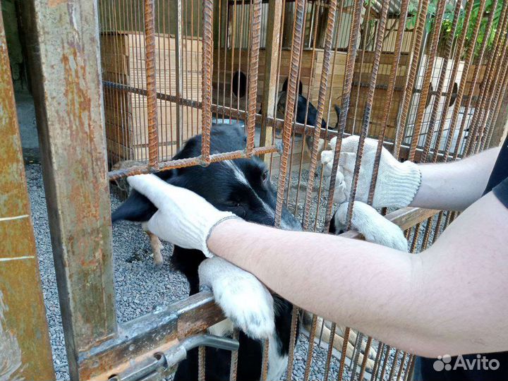 Помощь приюту для собак