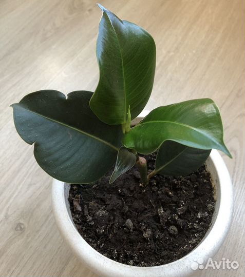 Фикус каучуконосный (укорененный отросток)