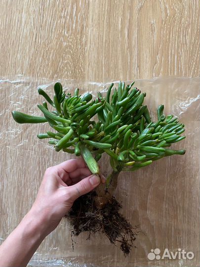 Крассула Хоббит