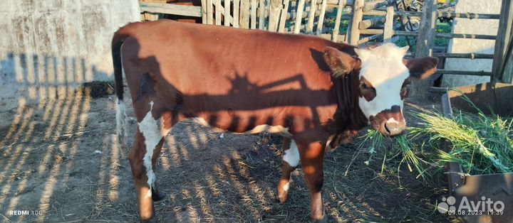Продается теленок (телочка)