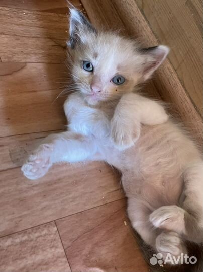 Кошки в добрые руки бесплатно