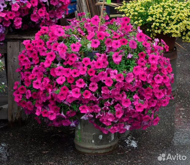 Рассада петунии тайдел