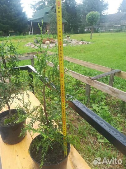 Туя брабант /50-60-70/ С2