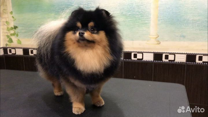 Красивый мальчик приглашает на вязку