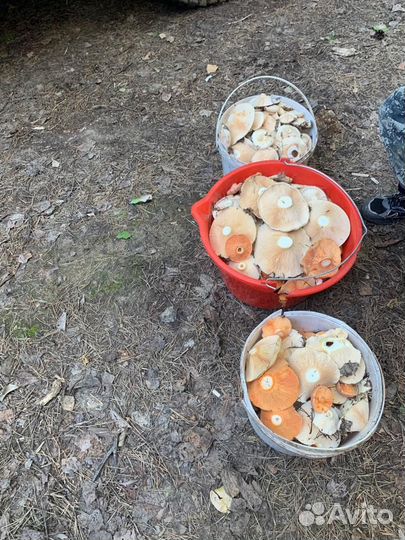 Грузди свежие
