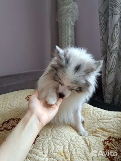 Померанский шпиц мраморного окраса