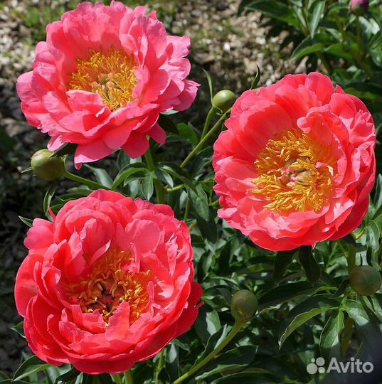 Пион травянистый Корал Сансет(Coral Sunset),корень