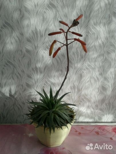 Хавортия комнатные растения