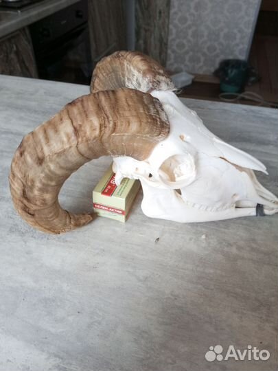 Череп барана