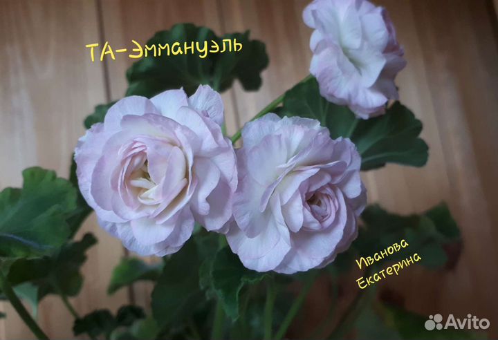 Та-Эммануэль пеларгония