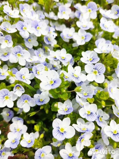 Вероника нитевидная, арабис махровый