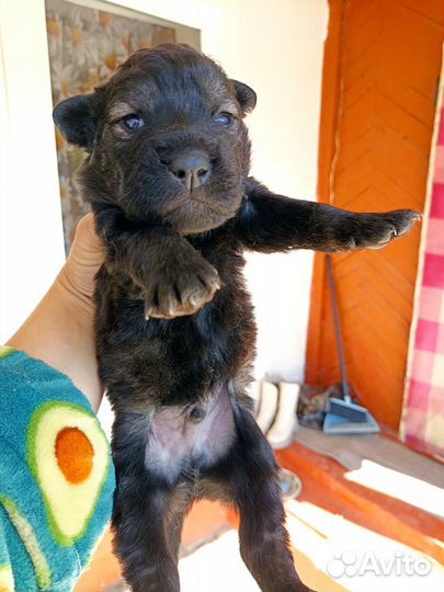 Шарпей помесь в добрые руки