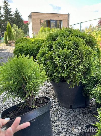 Туя западная Даника с доставкой