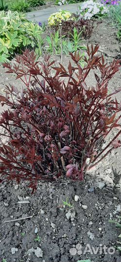 Астильба розовая, сиреневая, кораловая