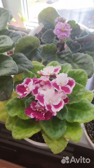 Сортовые фиалки листочки