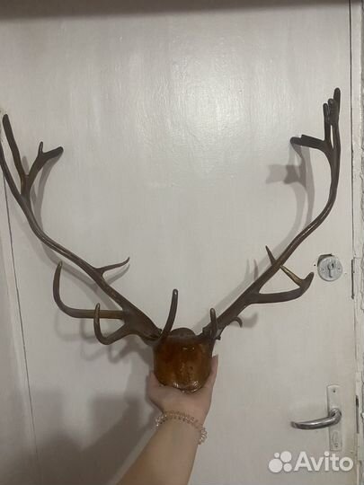 Рога оленя