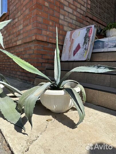 Агава голубая краснодар