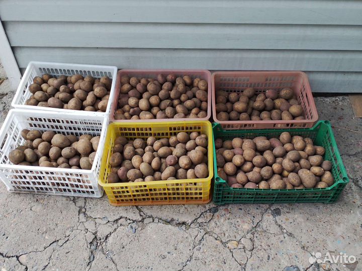 Семенной картофель