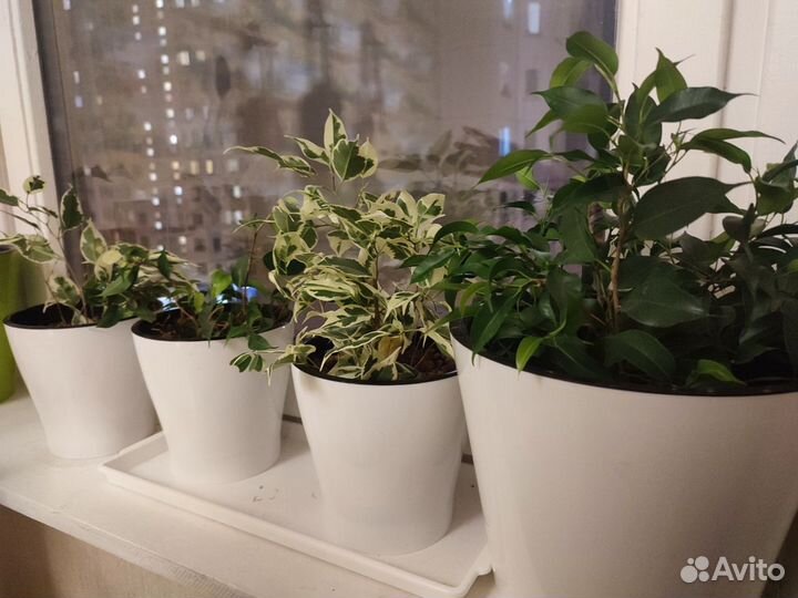 Фикус Бенджамина