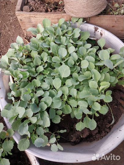 Рассада капусты