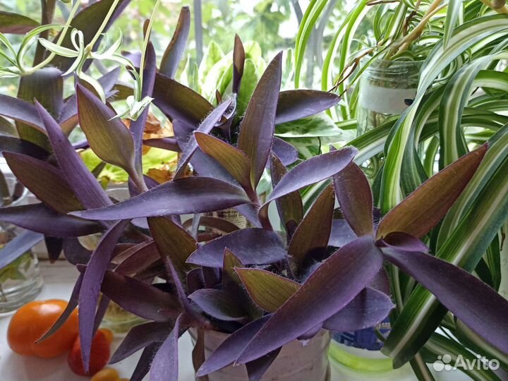 Сеткреазия пурпурная. Традесканция фиолетовая