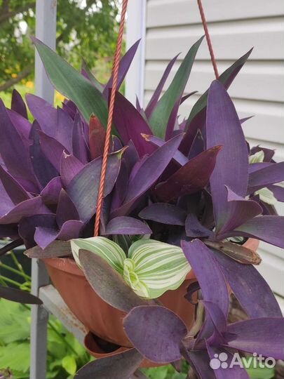 Сортовые традесканции и композиции из них