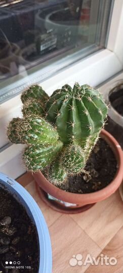 Отростки кактуса