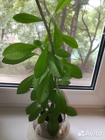 Комнатные цветы Синадениумом (молочай) Гранта