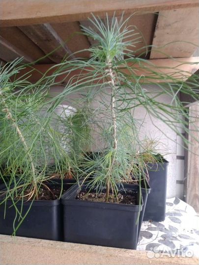 Сосна Культера