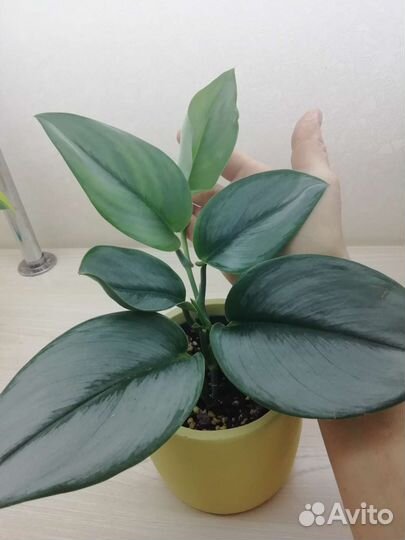 Сциндапсус Moonlight