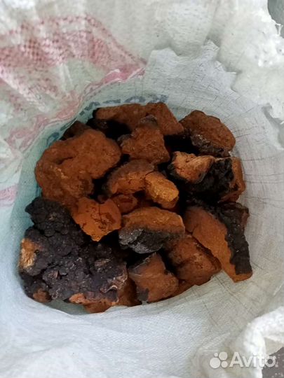 Лечебный,гриб чага.Республика Алтай