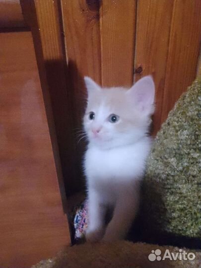 Котята в добрые руки бесплатно