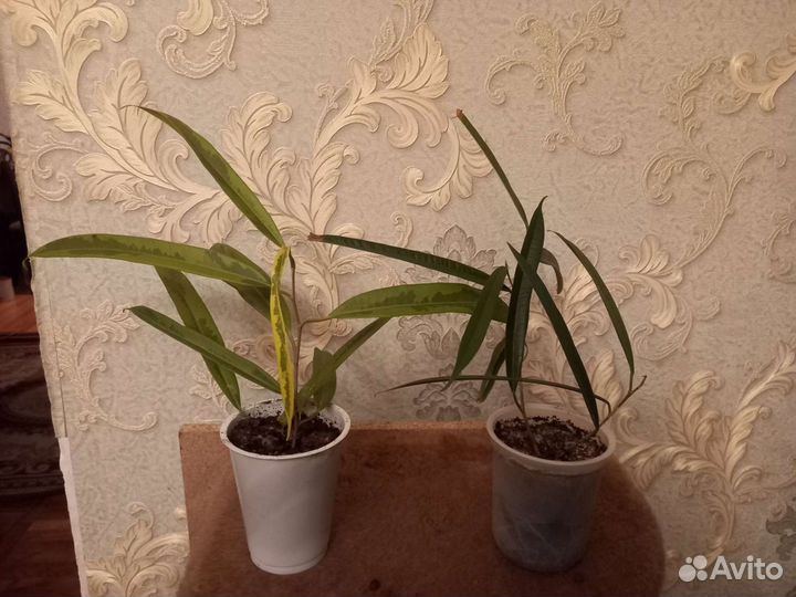 Фикус амстел кинг голд / фикус али (биннендийка)