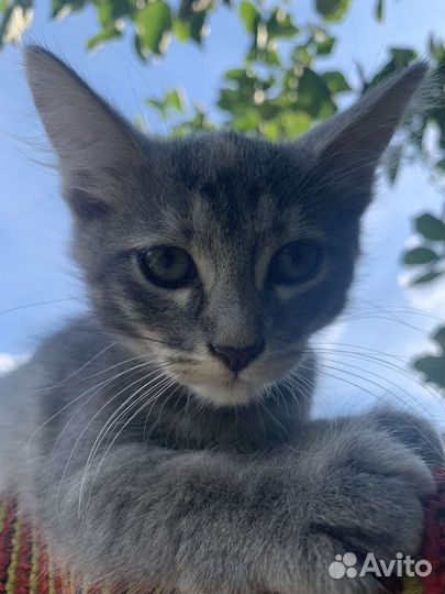 Котята 2.5 месяца наши домашние