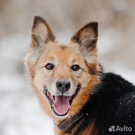 Ищет дом собака-улыбака Леди