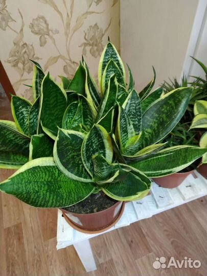 Сансевиерия и хавортия