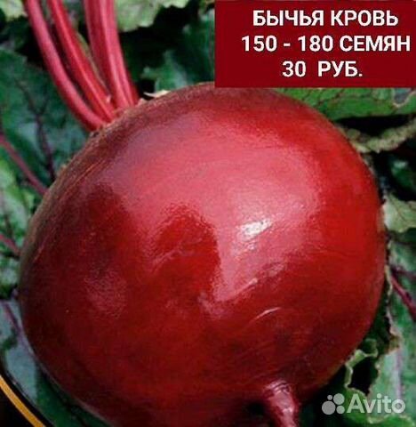 Семена Свёклы