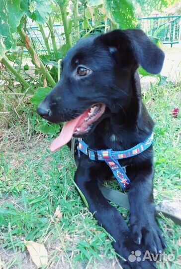 Собаки бесплатно в добрые руки щенки