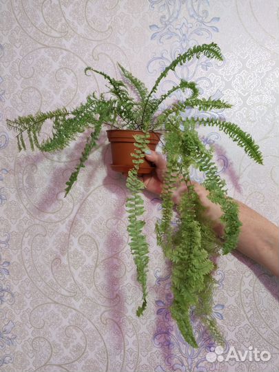 Фикус Бенджамина сортовые. Папоротник